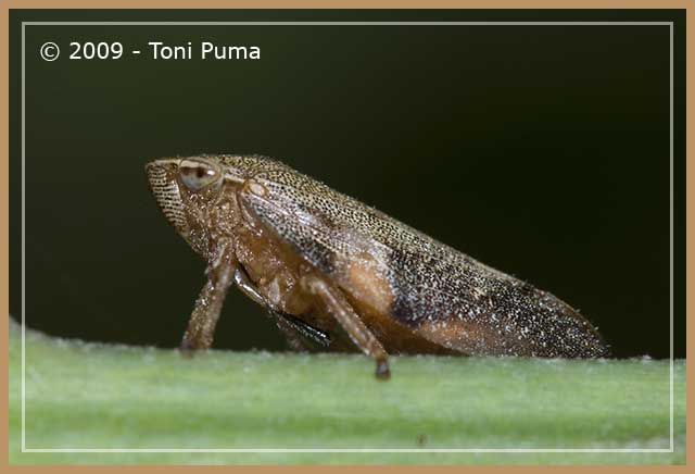 Omottero del Fiume Tellesimo: Aphrophora alni